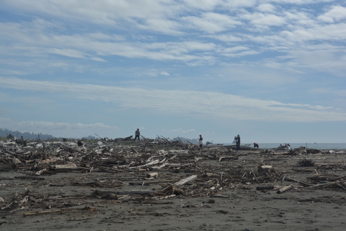 beach filled with driftwood